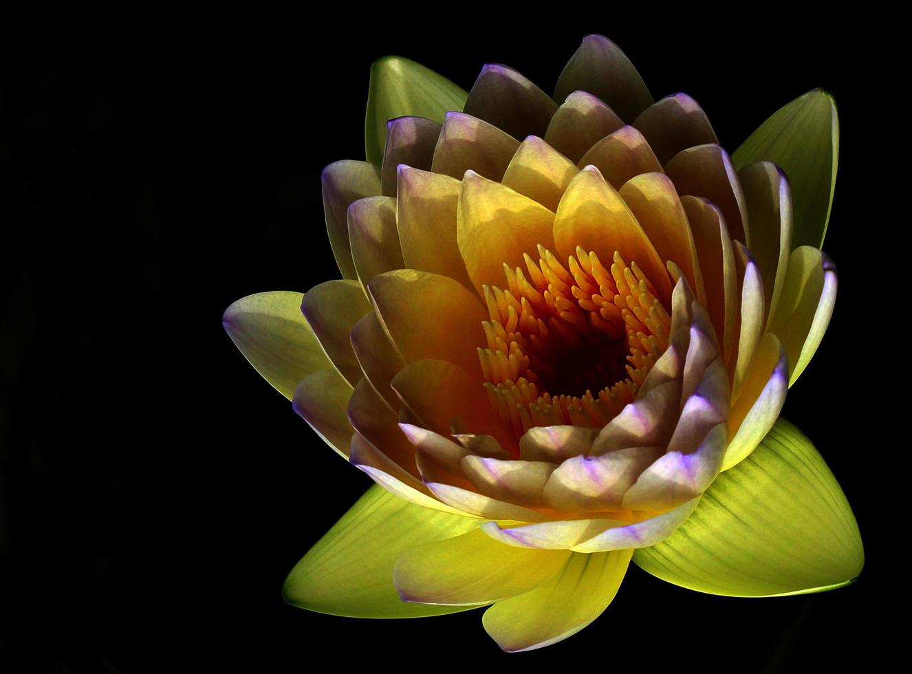 gele bloem op zwart foto