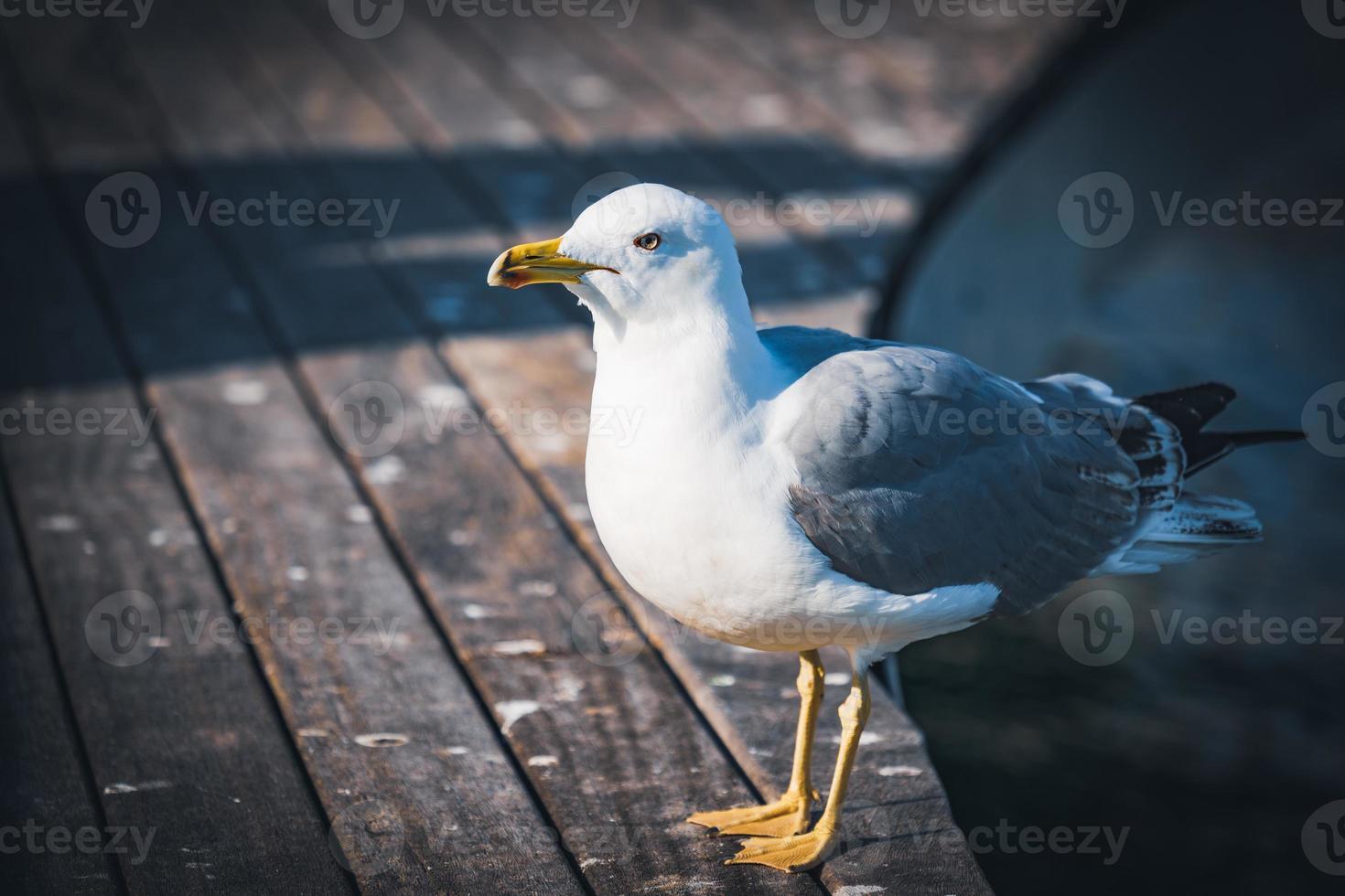 Geelpootmeeuw op een houten loopbrug foto