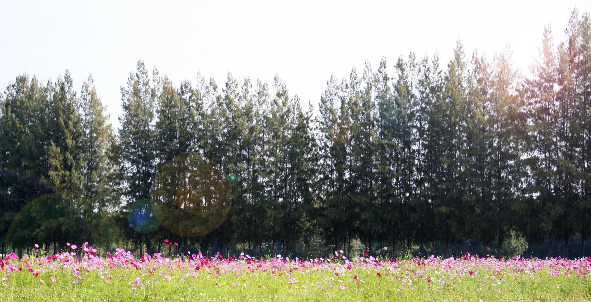 kosmosveld met pijnbomen foto