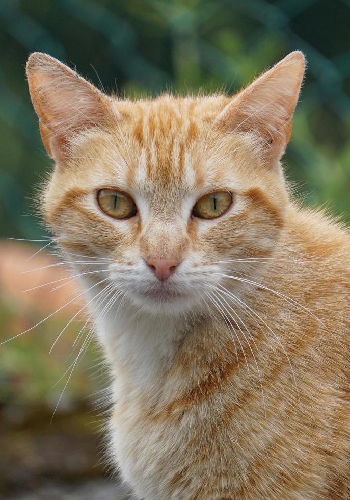 verdwaalde kat portret foto