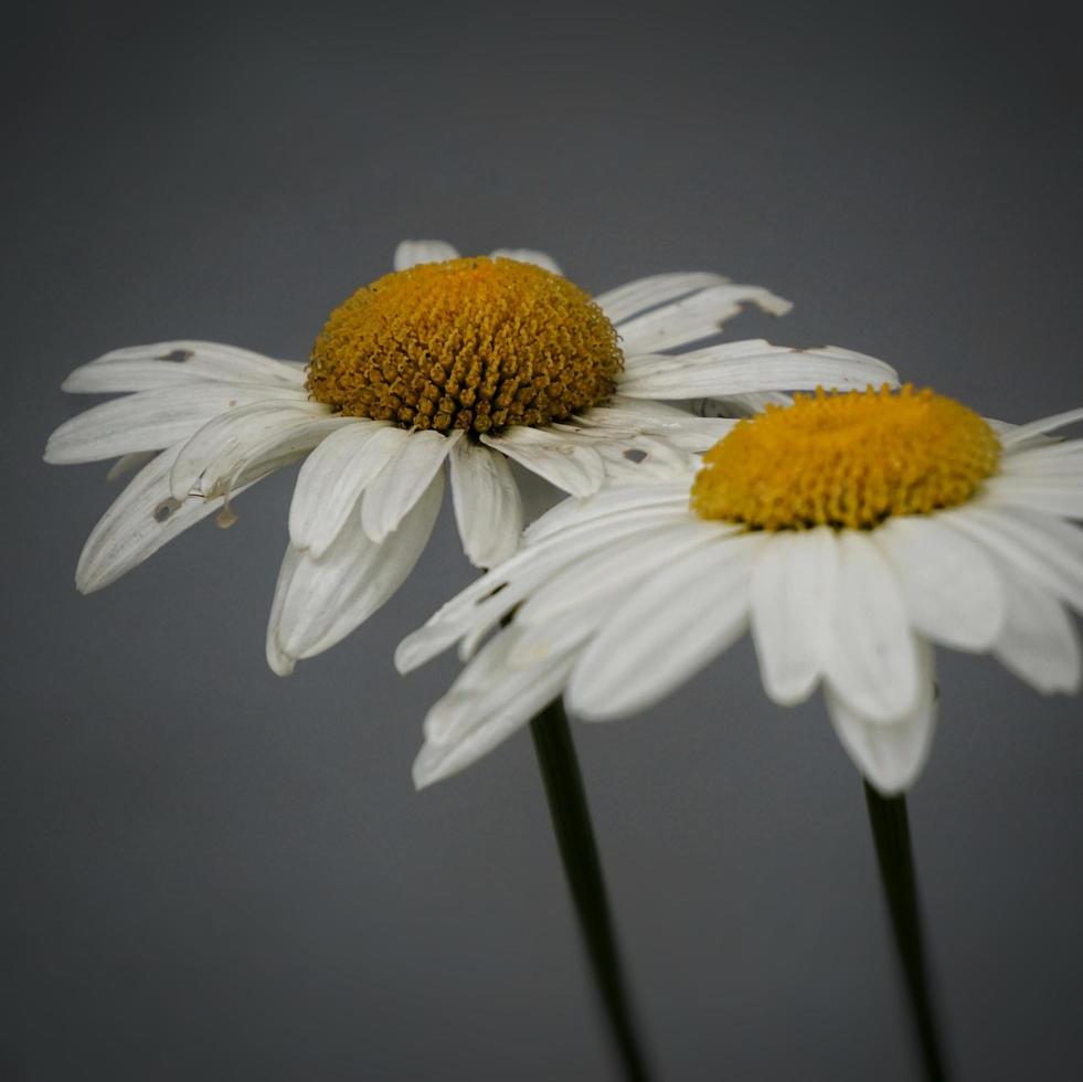 twee witte margrietbloem in de tuin foto