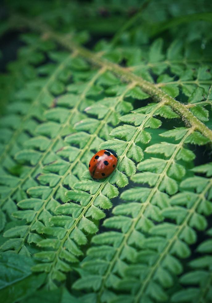 mooi lieveheersbeestje op een plant foto