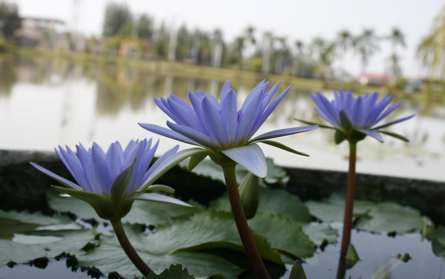 blauwe lotusbloemen foto