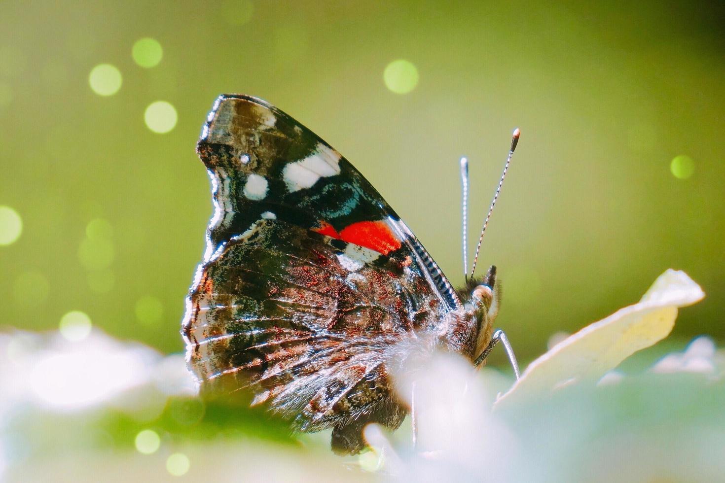 prachtige vlinder op een bloem foto