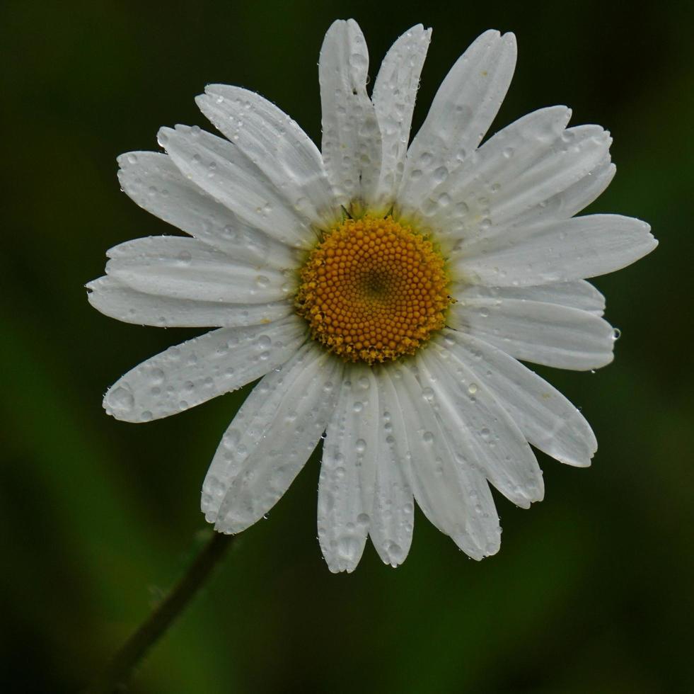 witte margriet bloem plant in de tuin foto