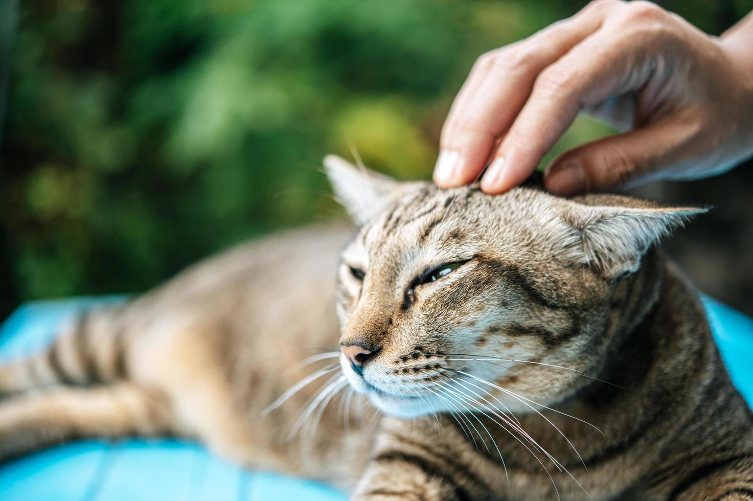 hand aaien een Cyperse kat foto