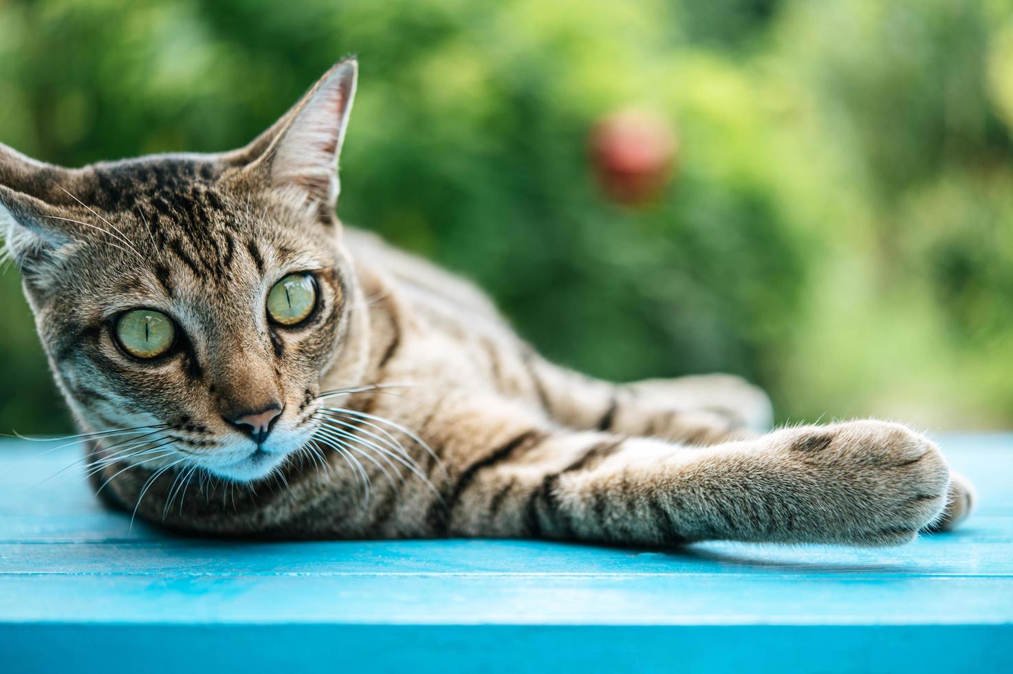 gestreepte katkat op blauw oppervlak foto