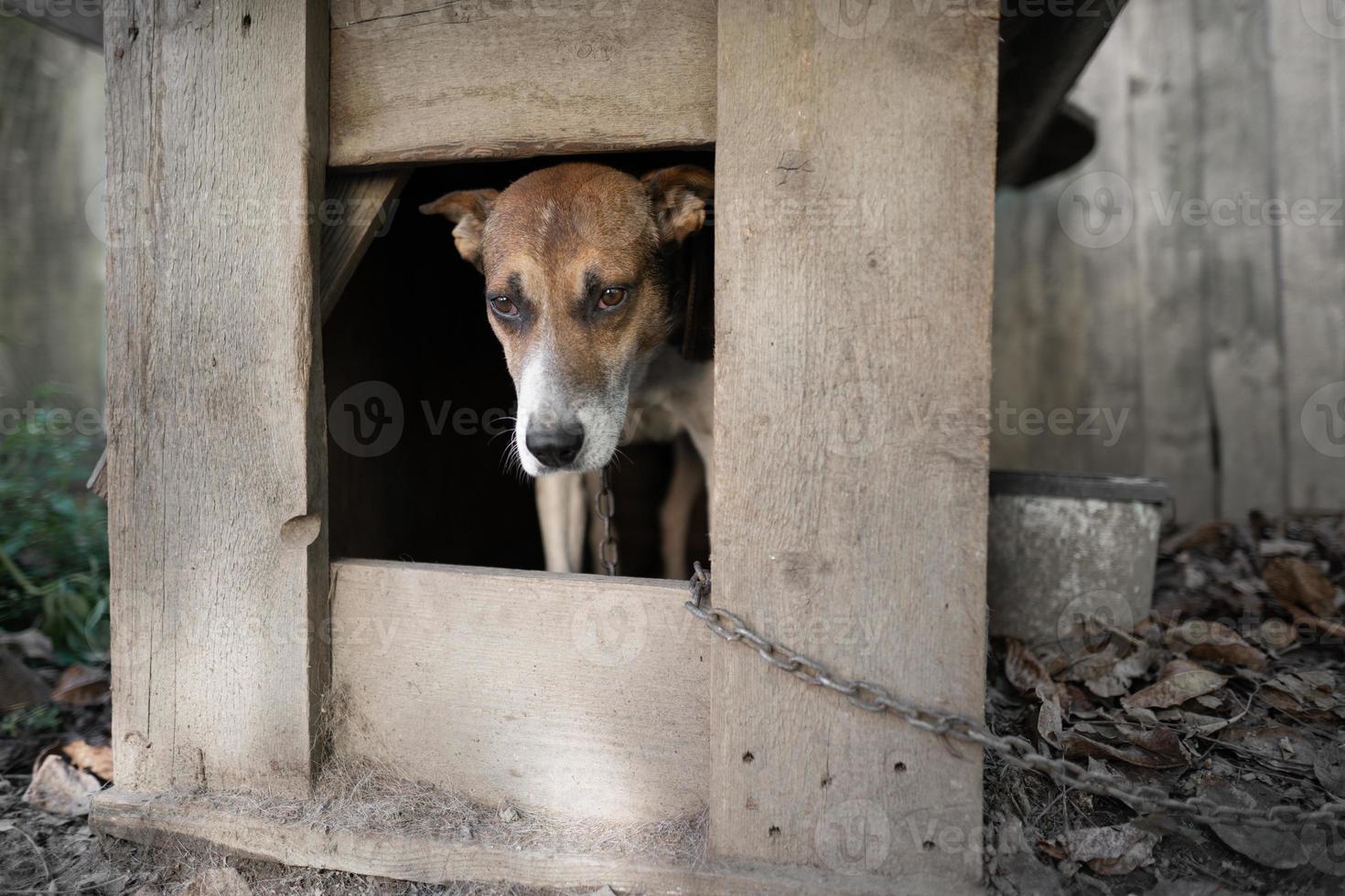 een eenzaam en verdrietig bewaker hond Aan een keten in de buurt een hond huis buitenshuis. foto