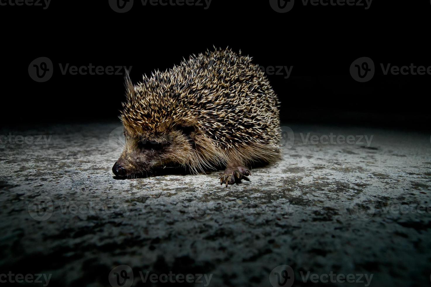 egel dichtbij omhoog foto