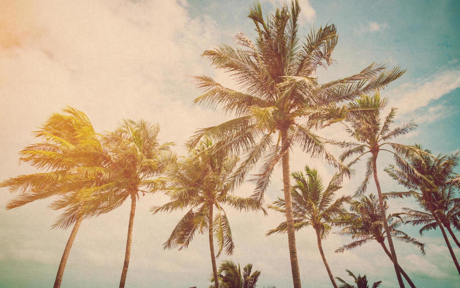 kokosnoot palm Aan zee strand met wijnoogst effect. foto