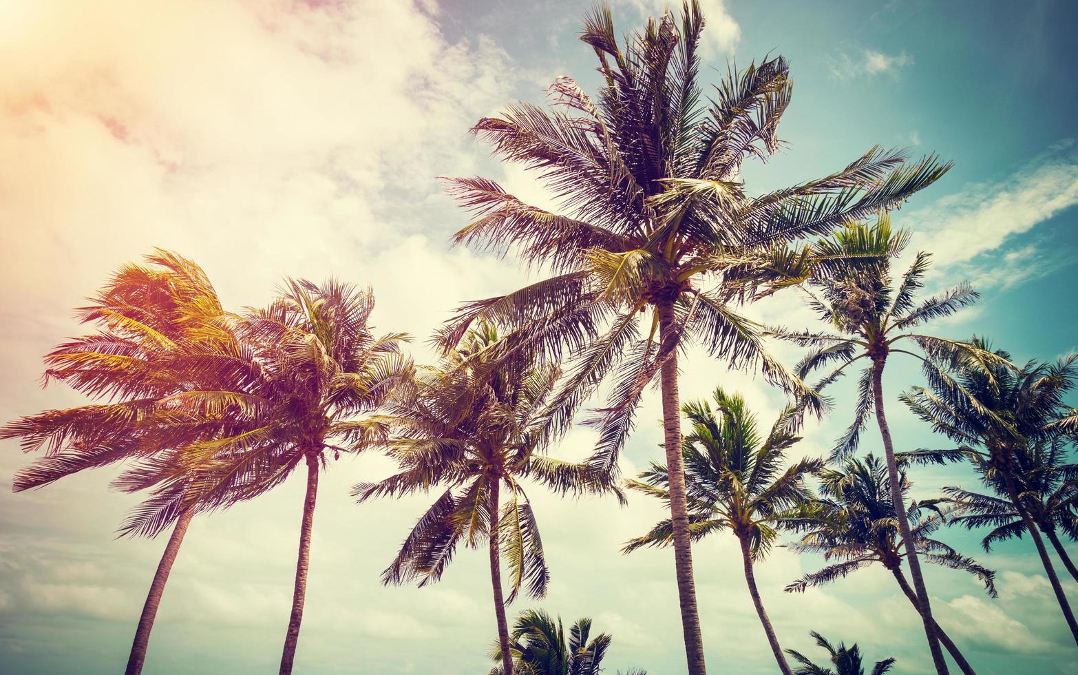 kokosnoot palm boom en lucht Aan strand met wijnoogst afgezwakt. foto