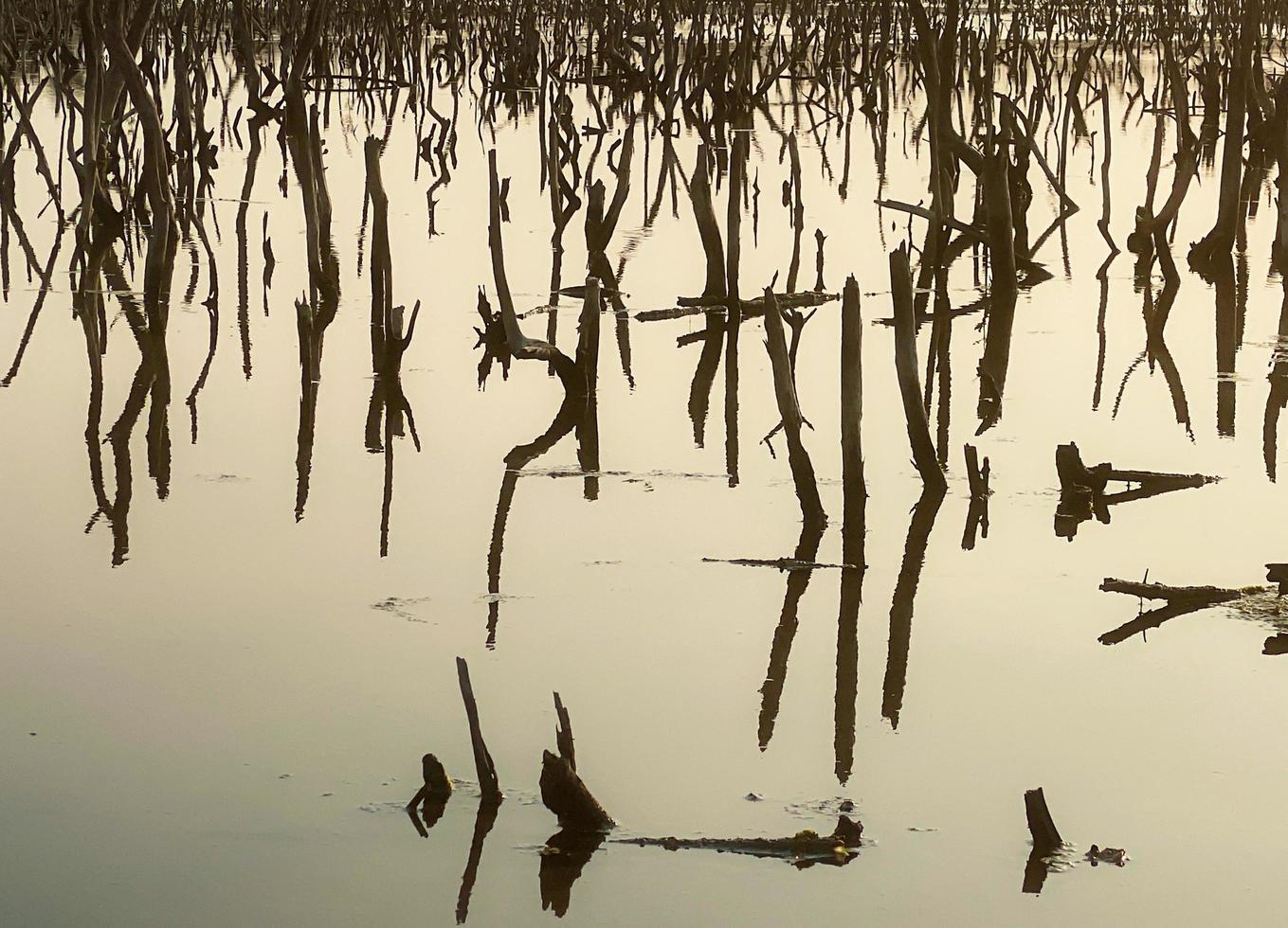 mangrove Woud degradatie, achteruitgang mangrove Woud is een ecosysteem dat heeft geweest ernstig gedegradeerd of geëlimineerd zo naar verstedelijking, en vervuiling. nemen zorg en beschermen de mangrove Woud. foto