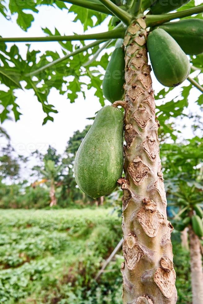 vers en jong. een visie van papaja bomen Bij de plantage foto