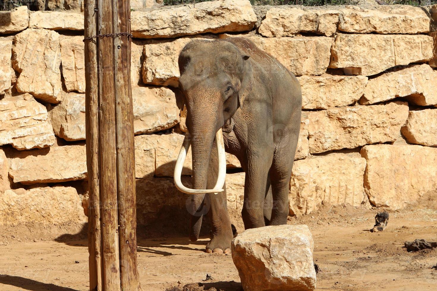 een Afrikaanse olifant leeft in een dierentuin in Israël. foto