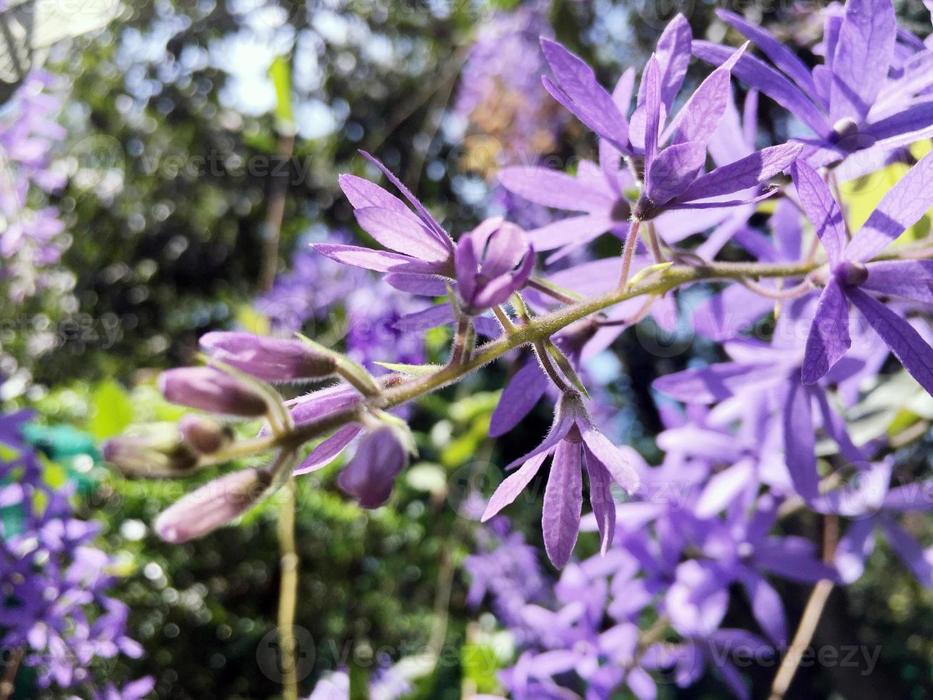 bloesem Purper bloem van schuurpapier Liaan, koninginnen lauwerkrans, Purper lauwerkrans, Petrea volubilis ik. foto