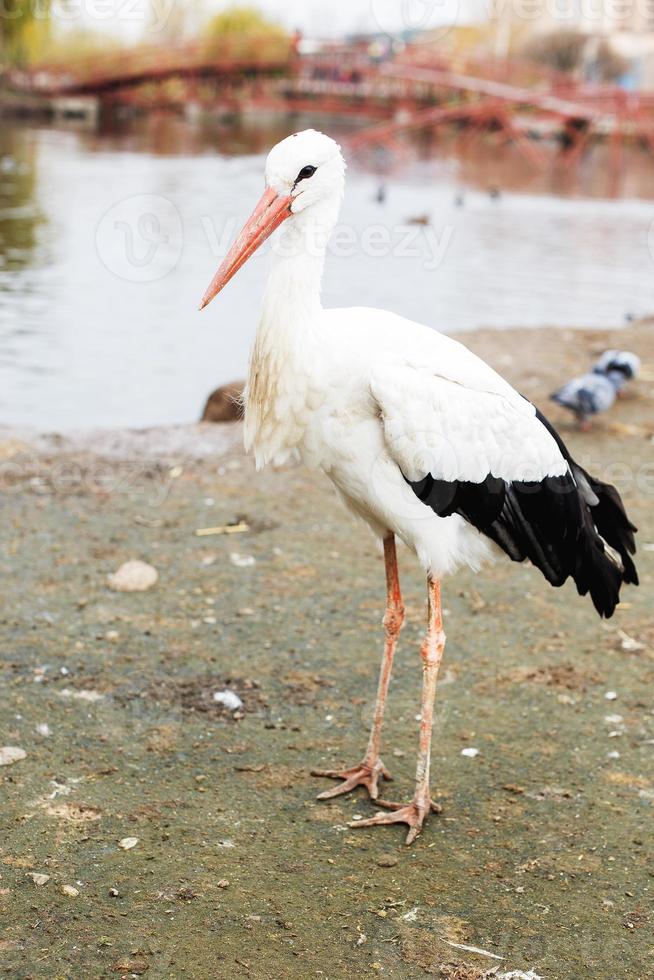 ooievaar in de buurt de meer. portret van een ooievaar foto