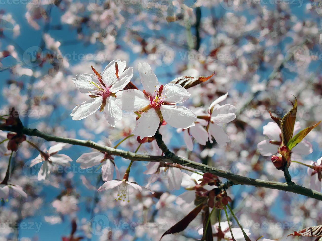 dichtbij omhoog bundel van wild himalayan kers bloesem bloemen, reusachtig tijger bloemen, wit sakura, prunus cerasoides, met blauw lucht achtergrond, selectief focus foto