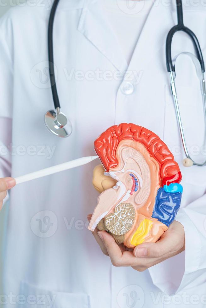 dokter Holding menselijk hersenen model. wereld hersenen tumor dag, hersenen hartinfarct, Dementie, alzheimer, Parkinson en wereld mentaal Gezondheid concept foto