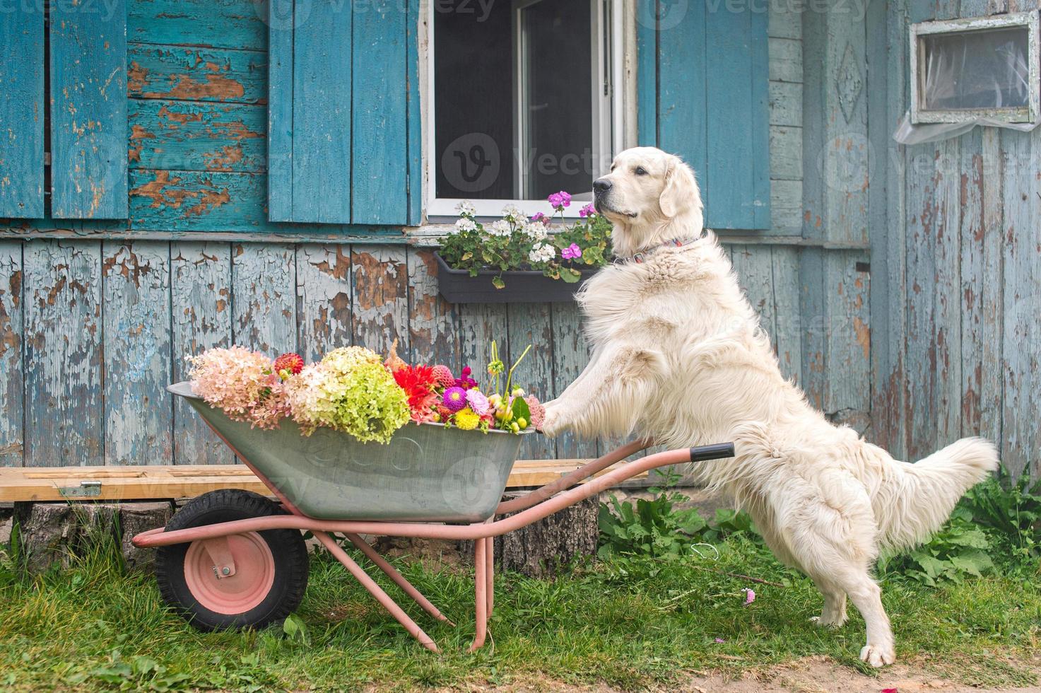 een wit labrador retriever staat met poten Aan een tuin kruiwagen met herfst bloemen foto