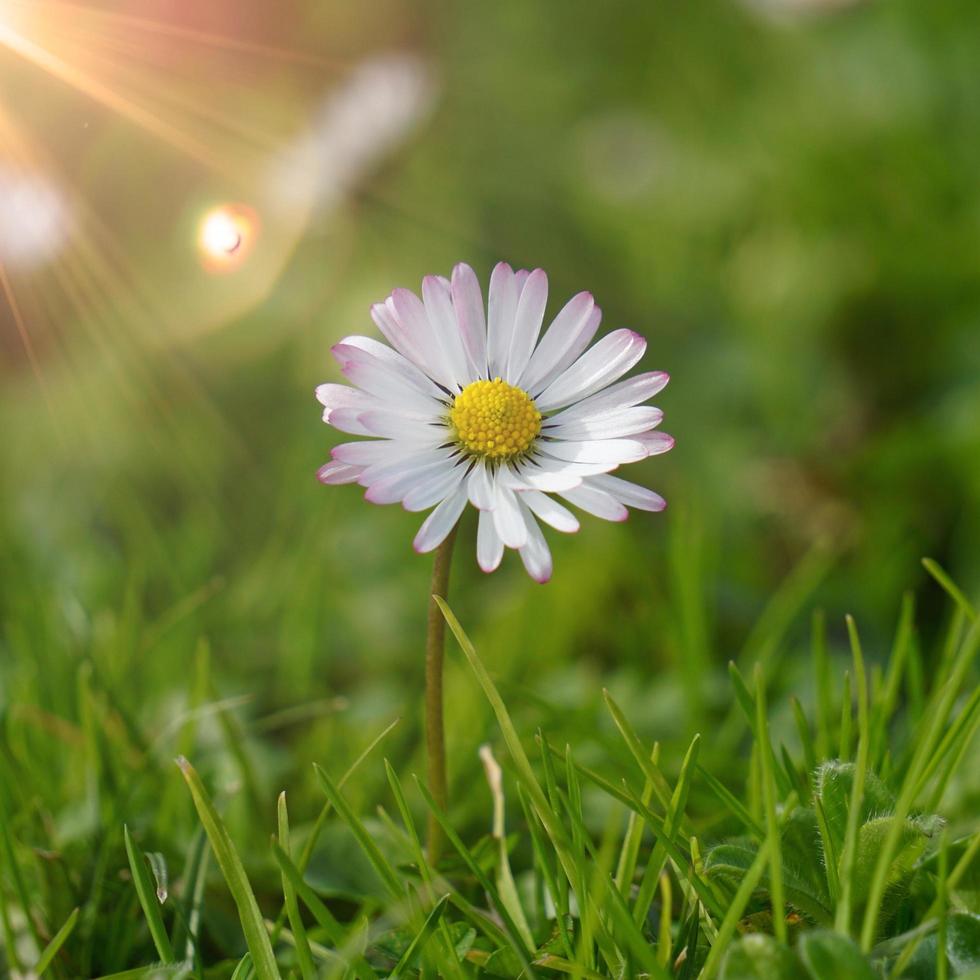 mooie witte margriet bloem in de natuur foto