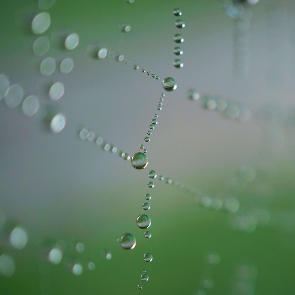 regendruppel op het spinnenweb foto