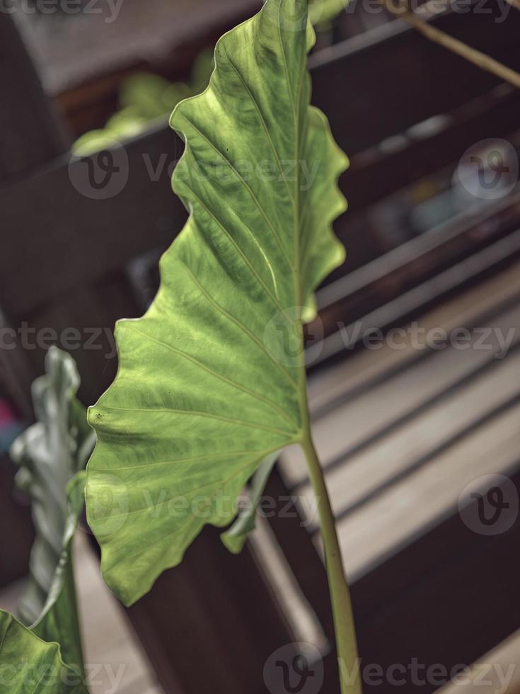 natuur achtergrond , colocasia citroen limoen is mooi blad fabriek foto