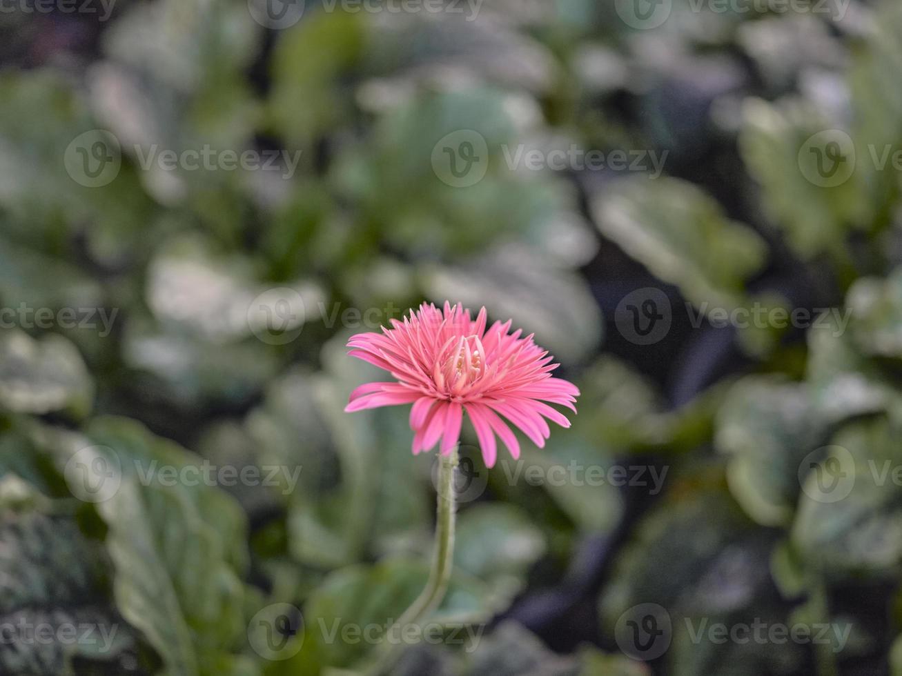 mooi roze gerbera in een tuin . foto