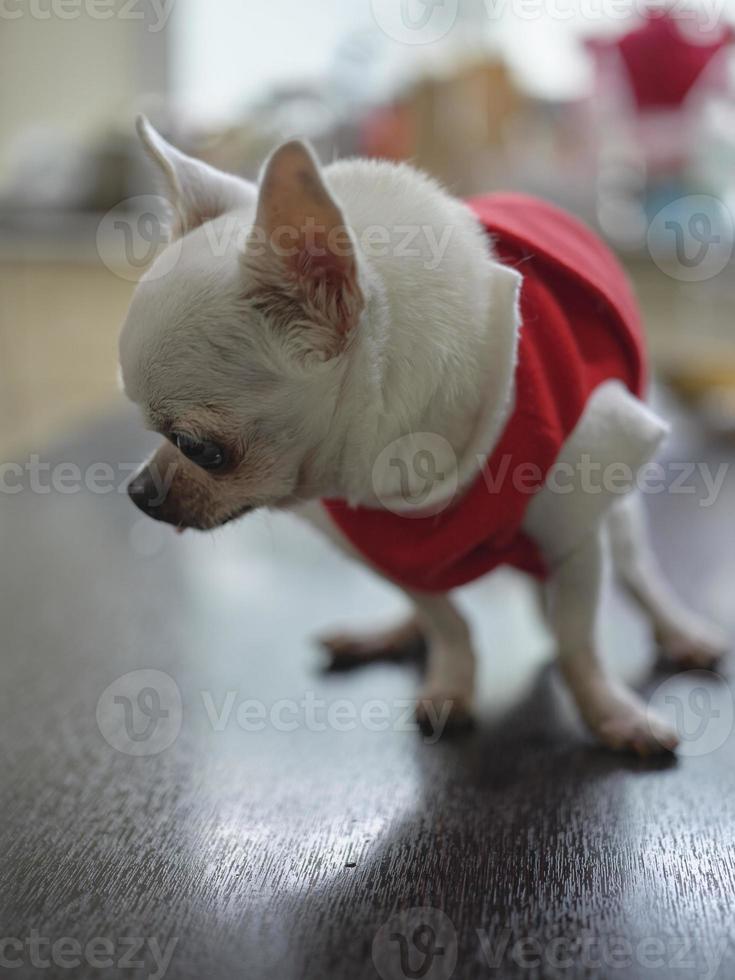 chihuahua hond concept de kerstman claus , Kerstmis foto