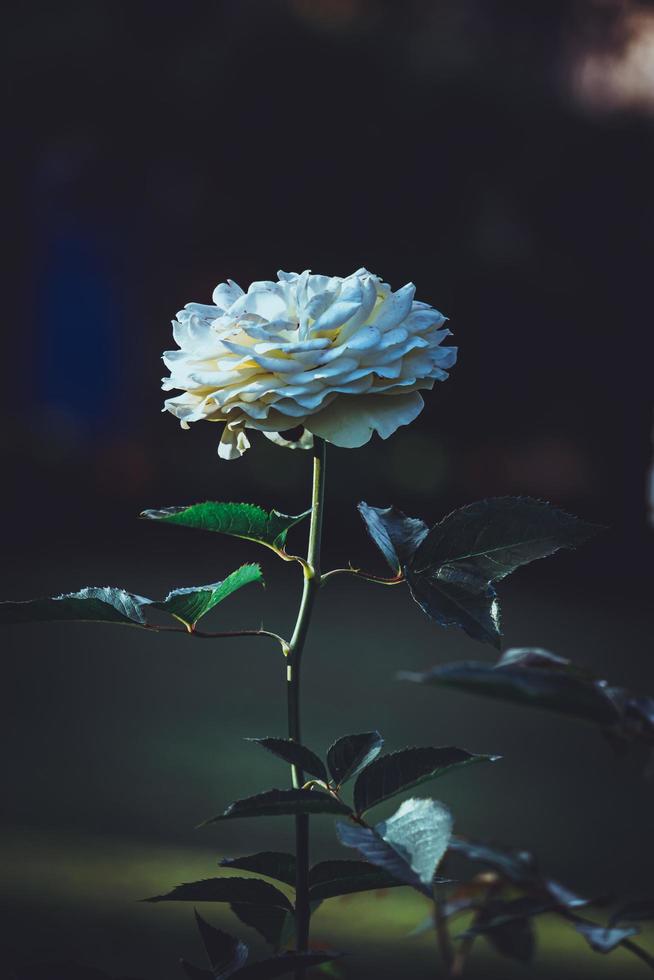 wit roos in donker achtergrond, wit roos van york, foto