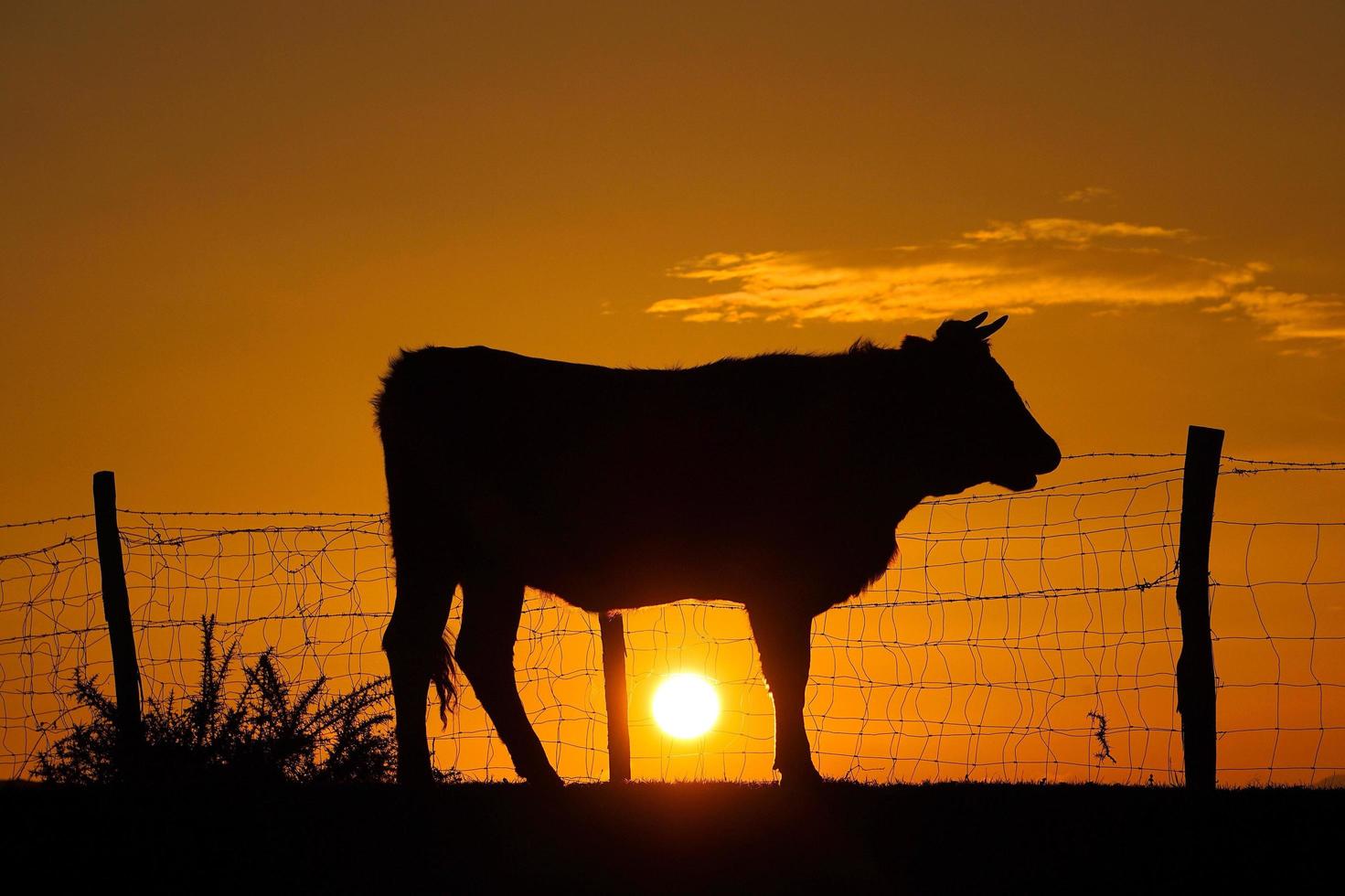 silhouet van een koe in de zonsondergang in de wei foto