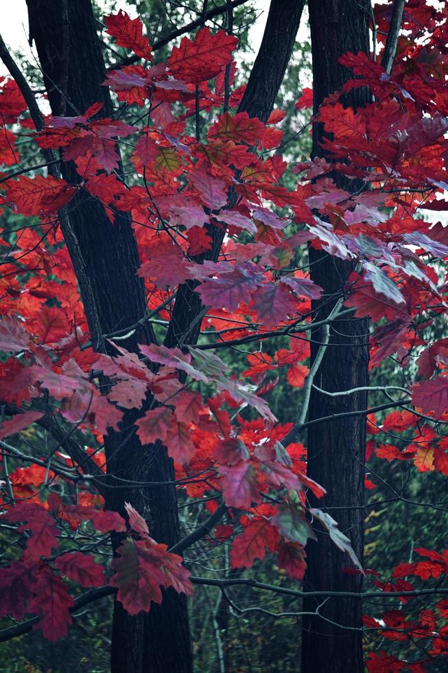 herfst boom met rode bladeren foto