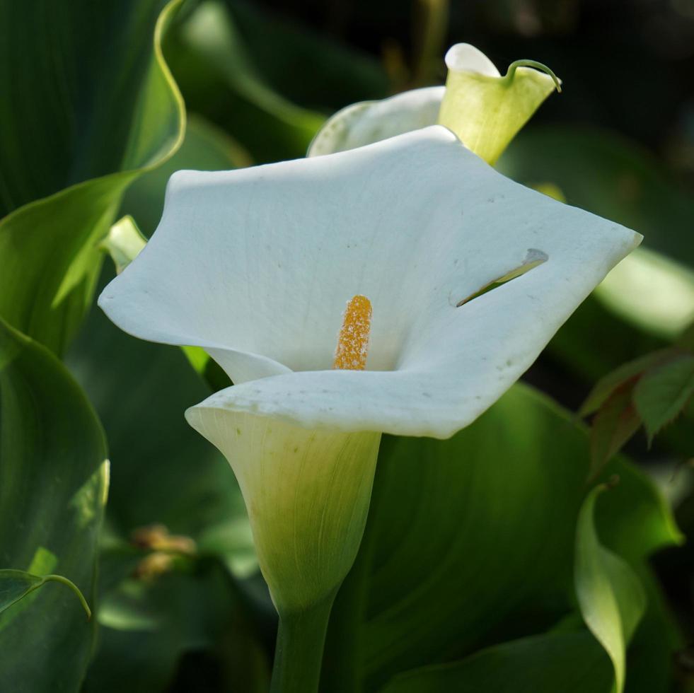 calla leliebloem in de tuin foto