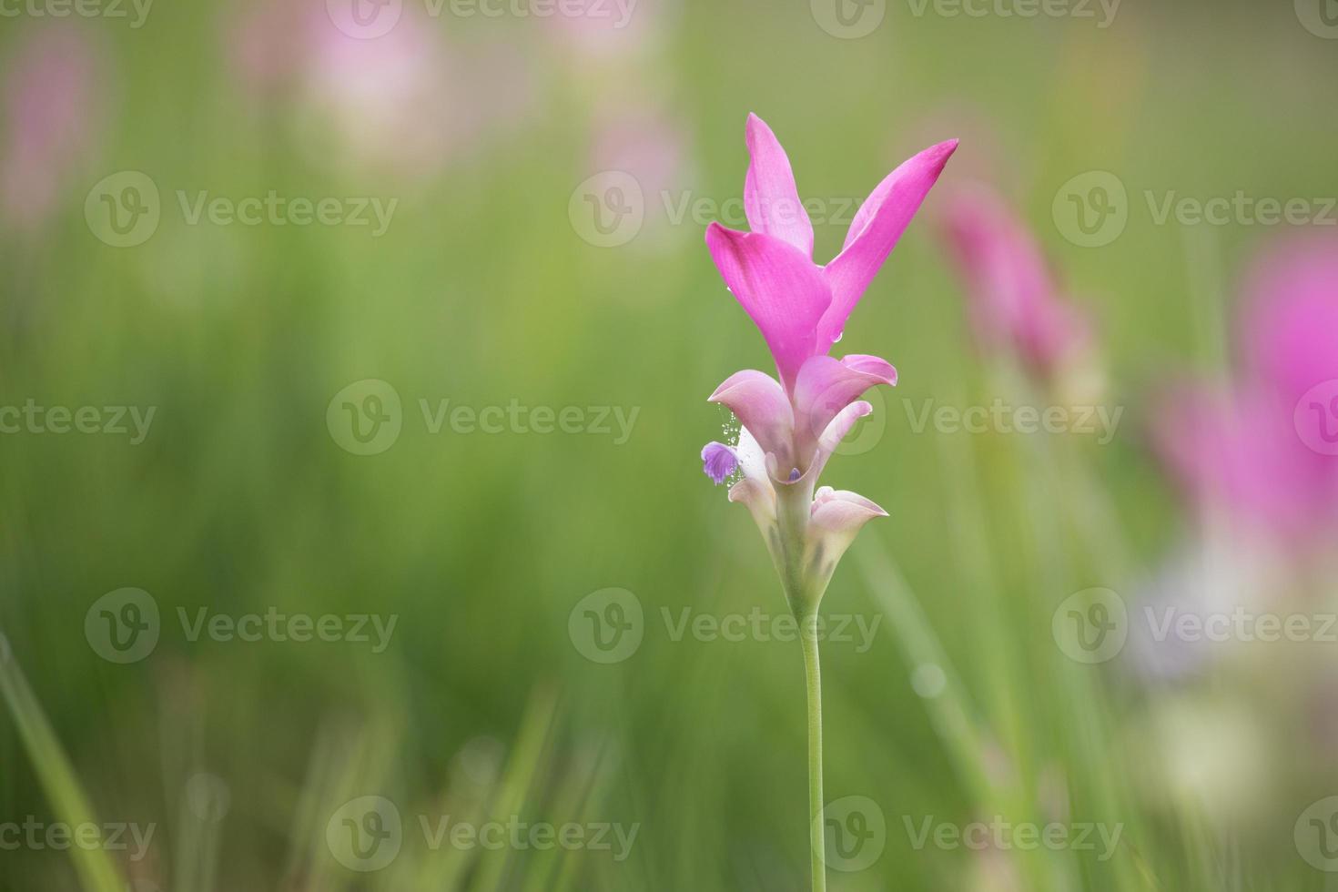 roze siam tulpen foto