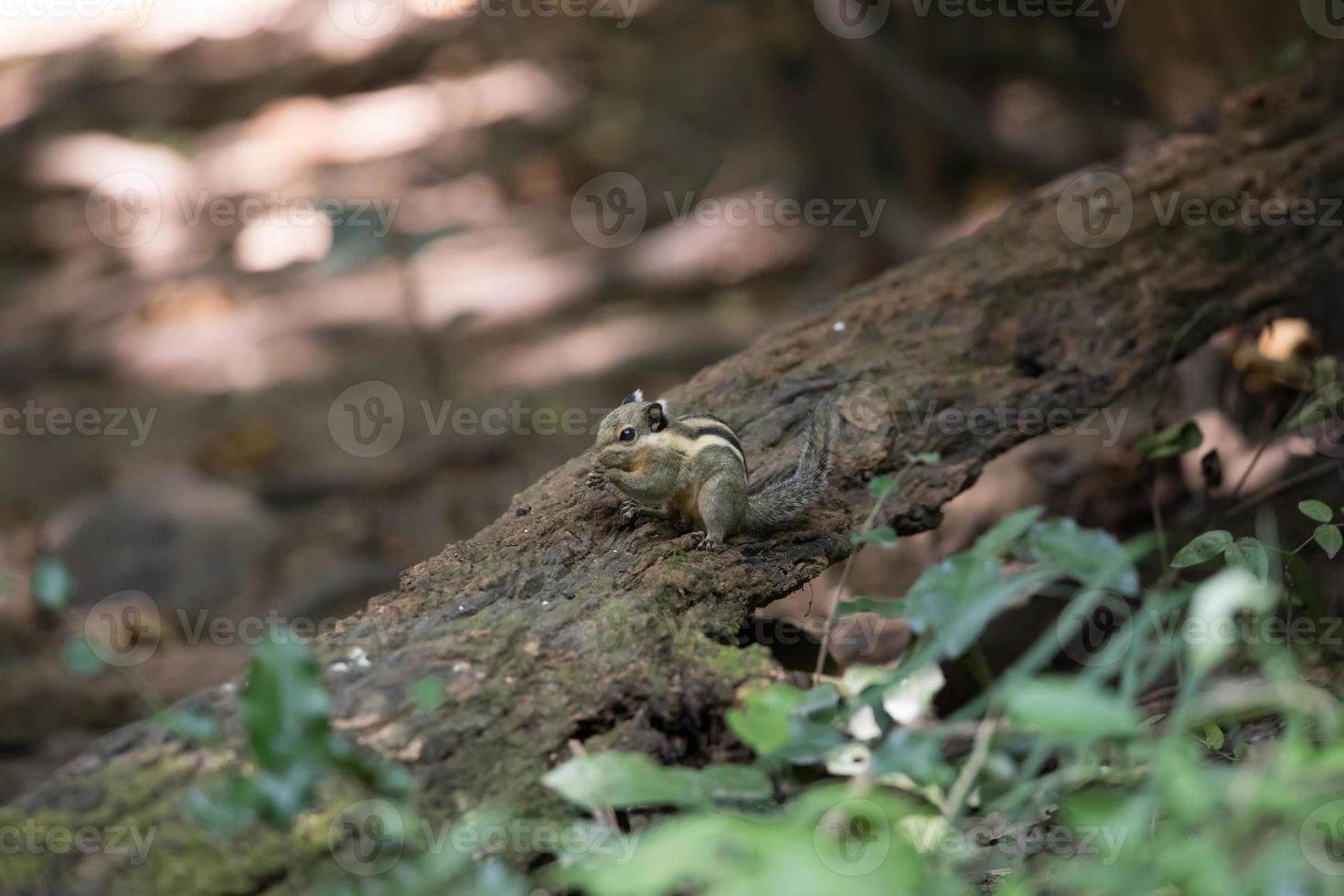 eekhoorn op boom foto