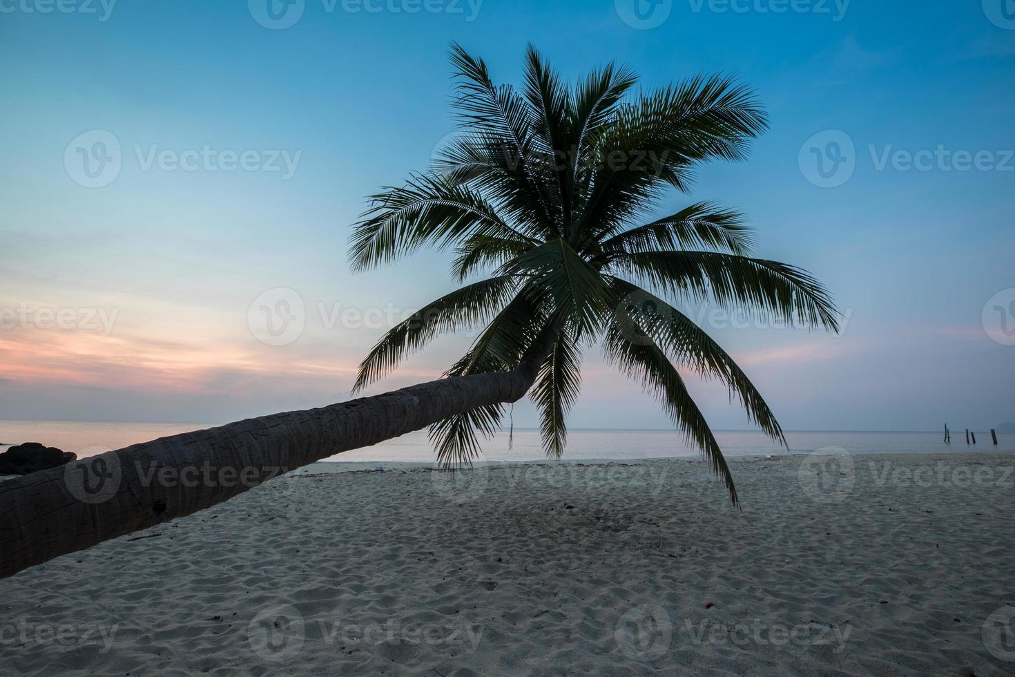 kokospalm bij zonsondergang foto