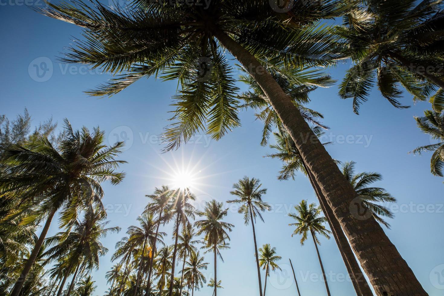 kokospalmen en blauwe lucht foto