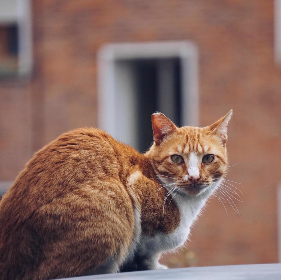 verdwaalde kat portret foto