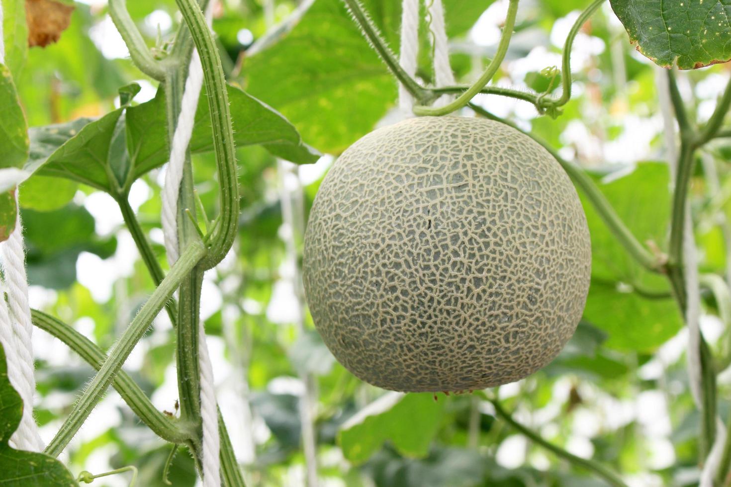 close-up van een meloen foto