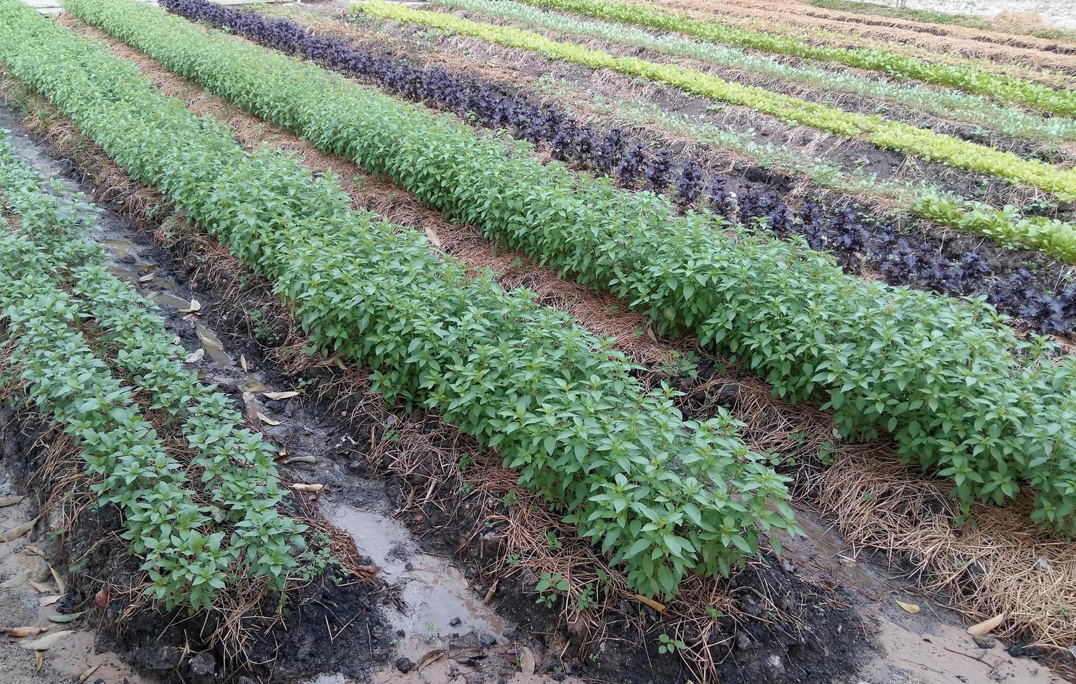 weelderige groene planten foto