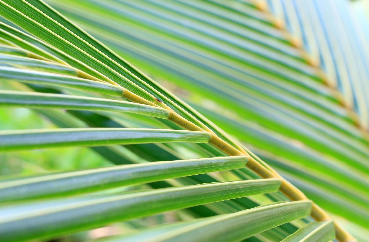 close-up van palmbladeren buiten foto