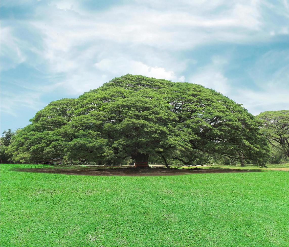 grote groene boom foto