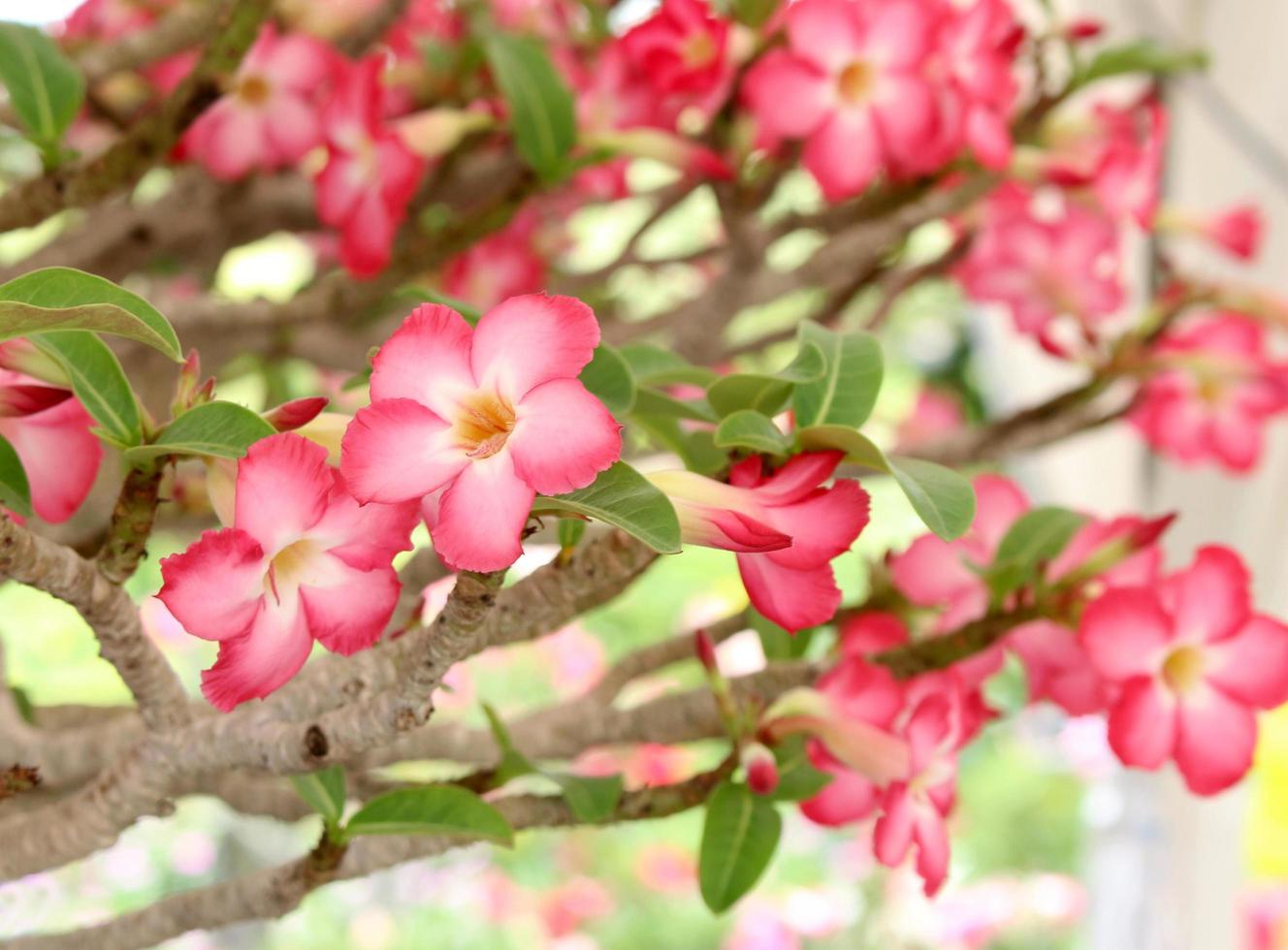 roze bloemen op een boom foto