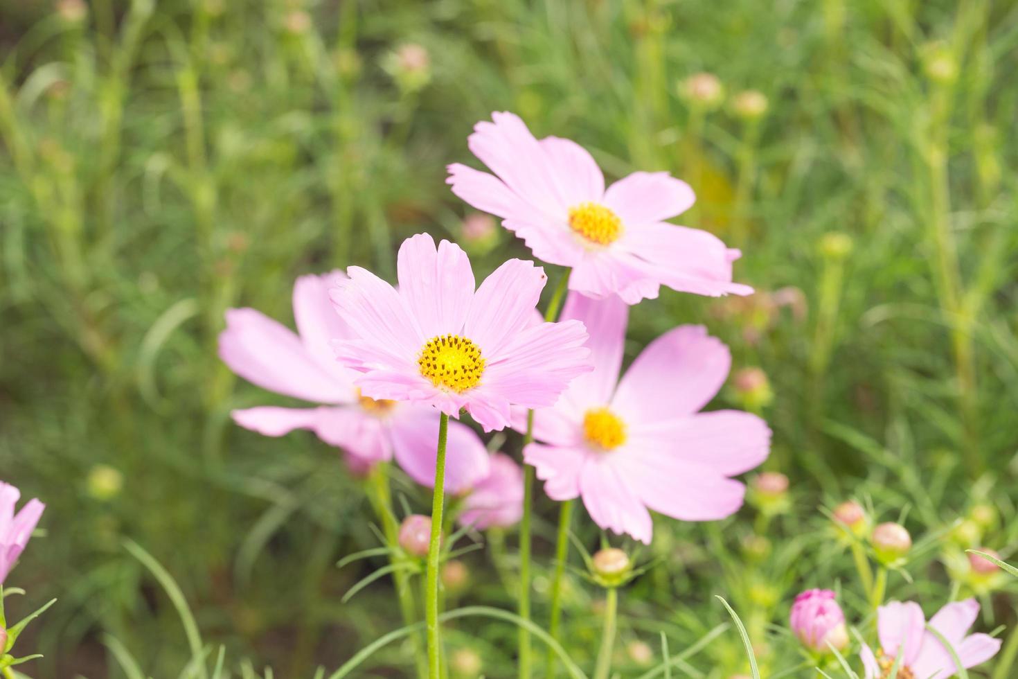 kleine roze bloemen foto