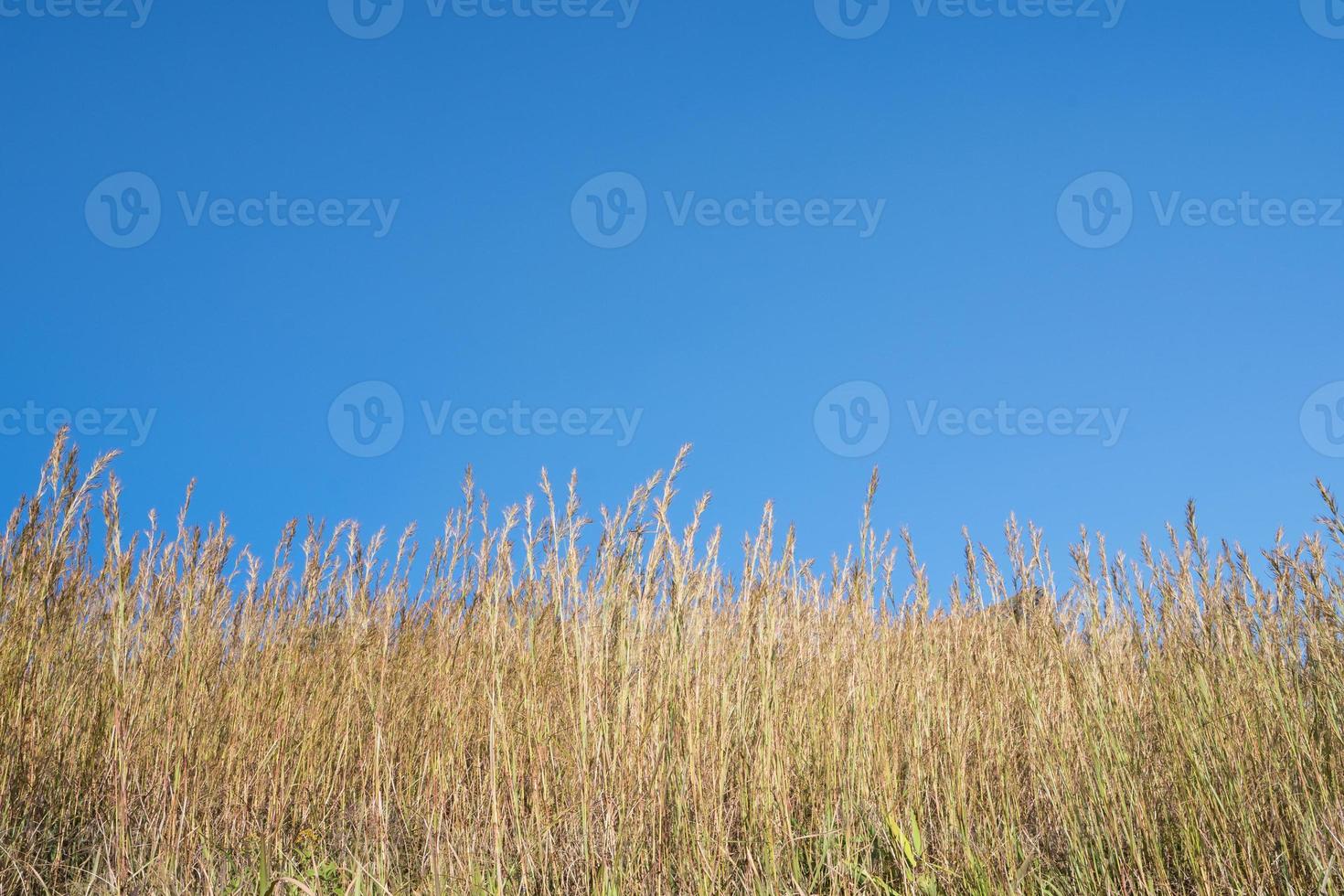 gras tegen een blauwe hemel foto