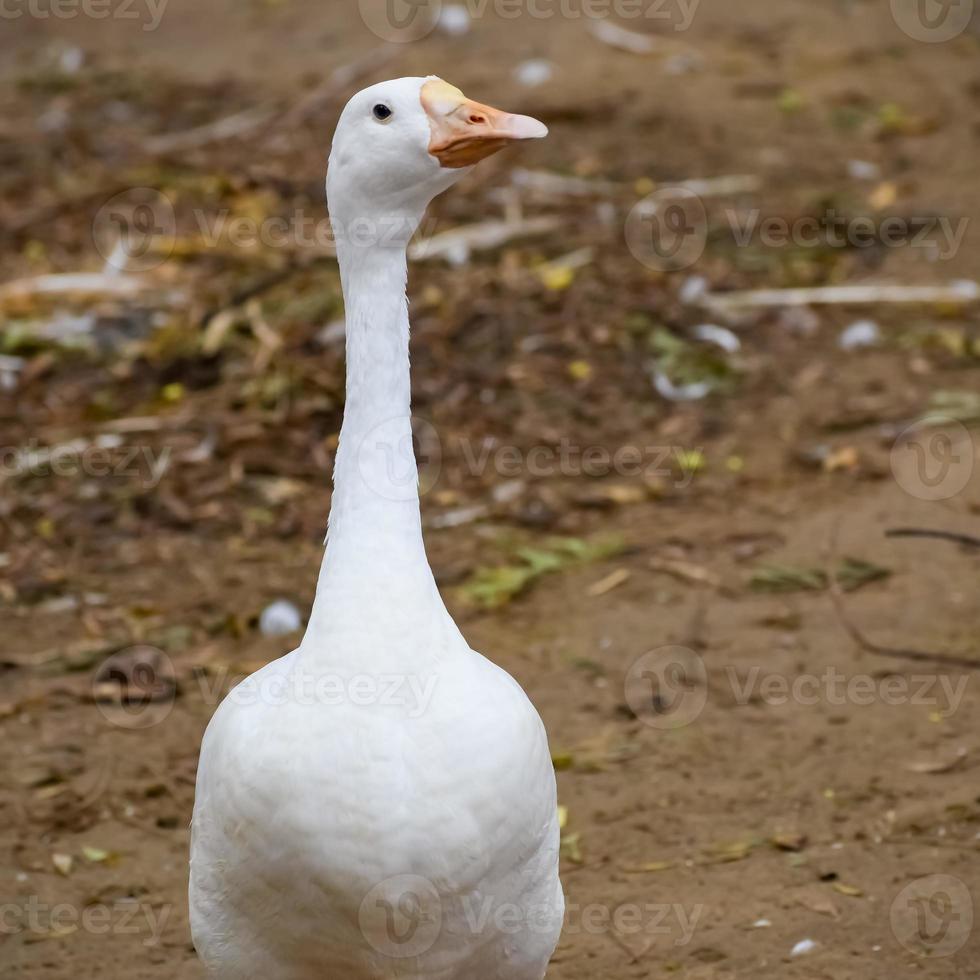 dichtbij omhoog wit eenden binnen lodhi tuin Delhi Indië, zien de details en uitdrukkingen van eenden gedurende avond tijd foto