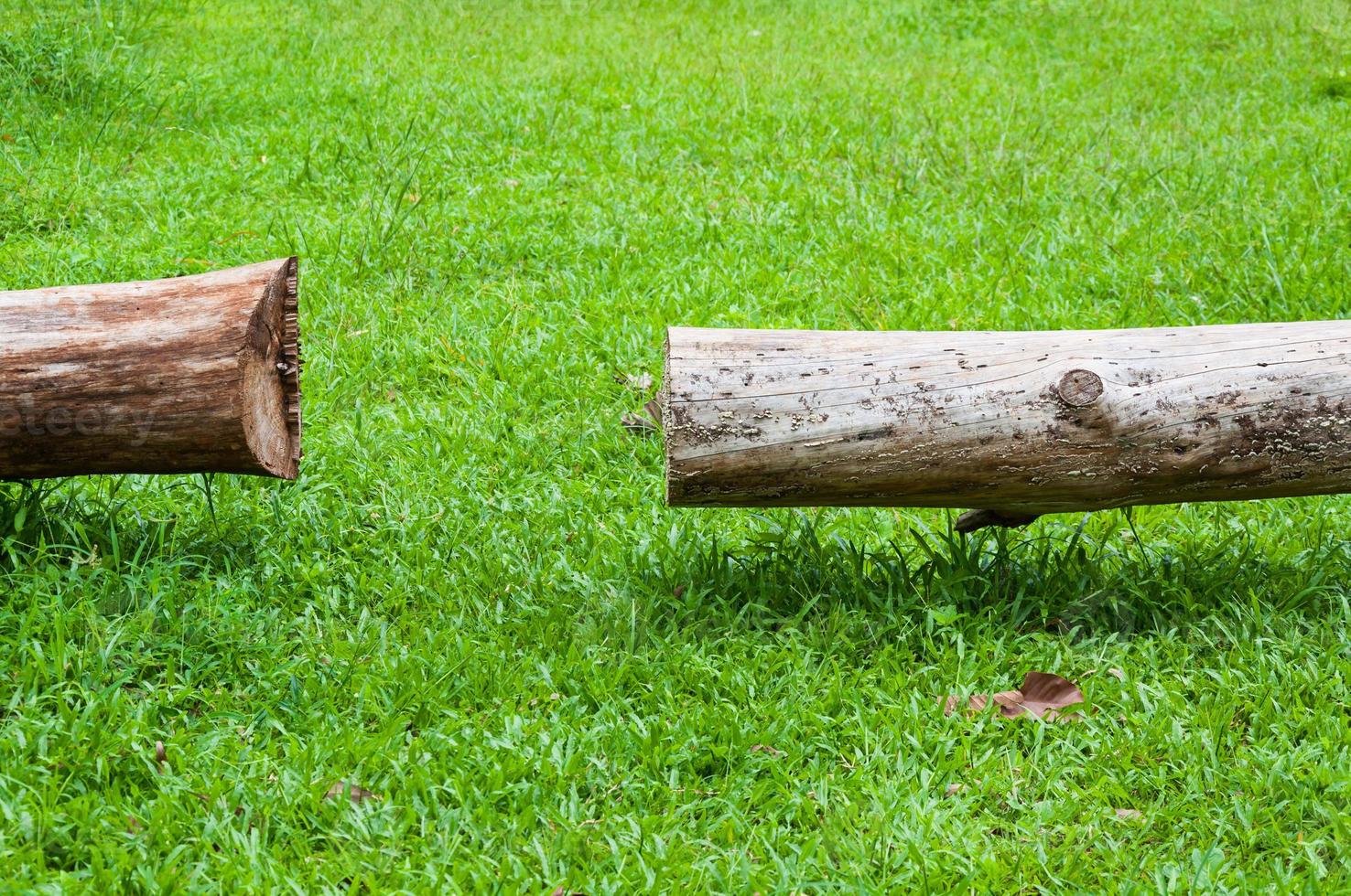 stuk van log hout in de Woud Aan groen gras, pijnboom bomen foto