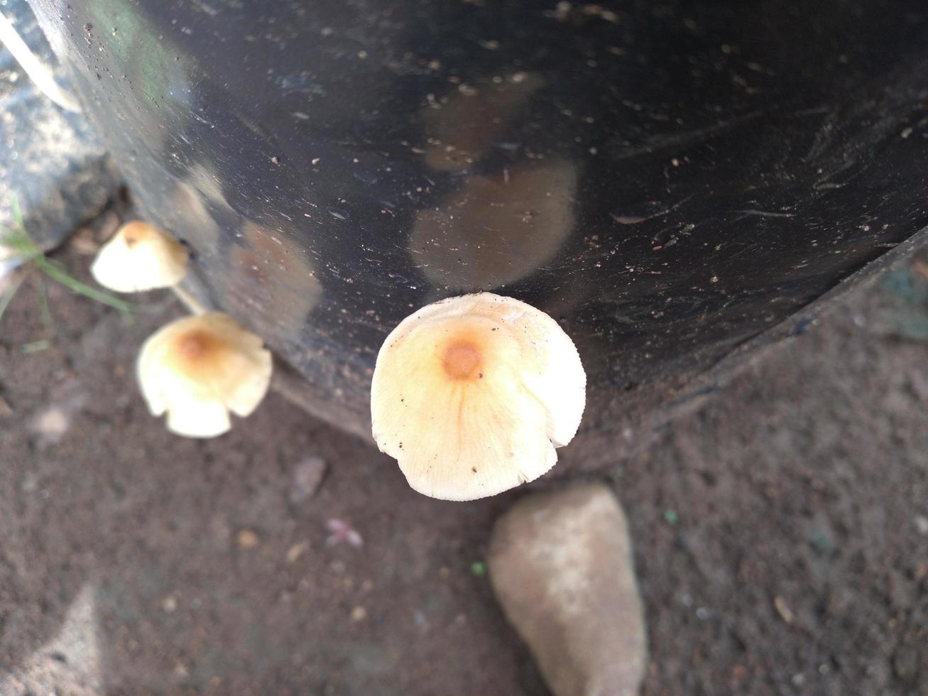 champignons false honing schimmel Aan een stomp in een mooi herfst bos.groep schimmel in herfst Woud met bladeren.wild paddestoel Aan de net stomp. herfst tijd in de Woud. foto