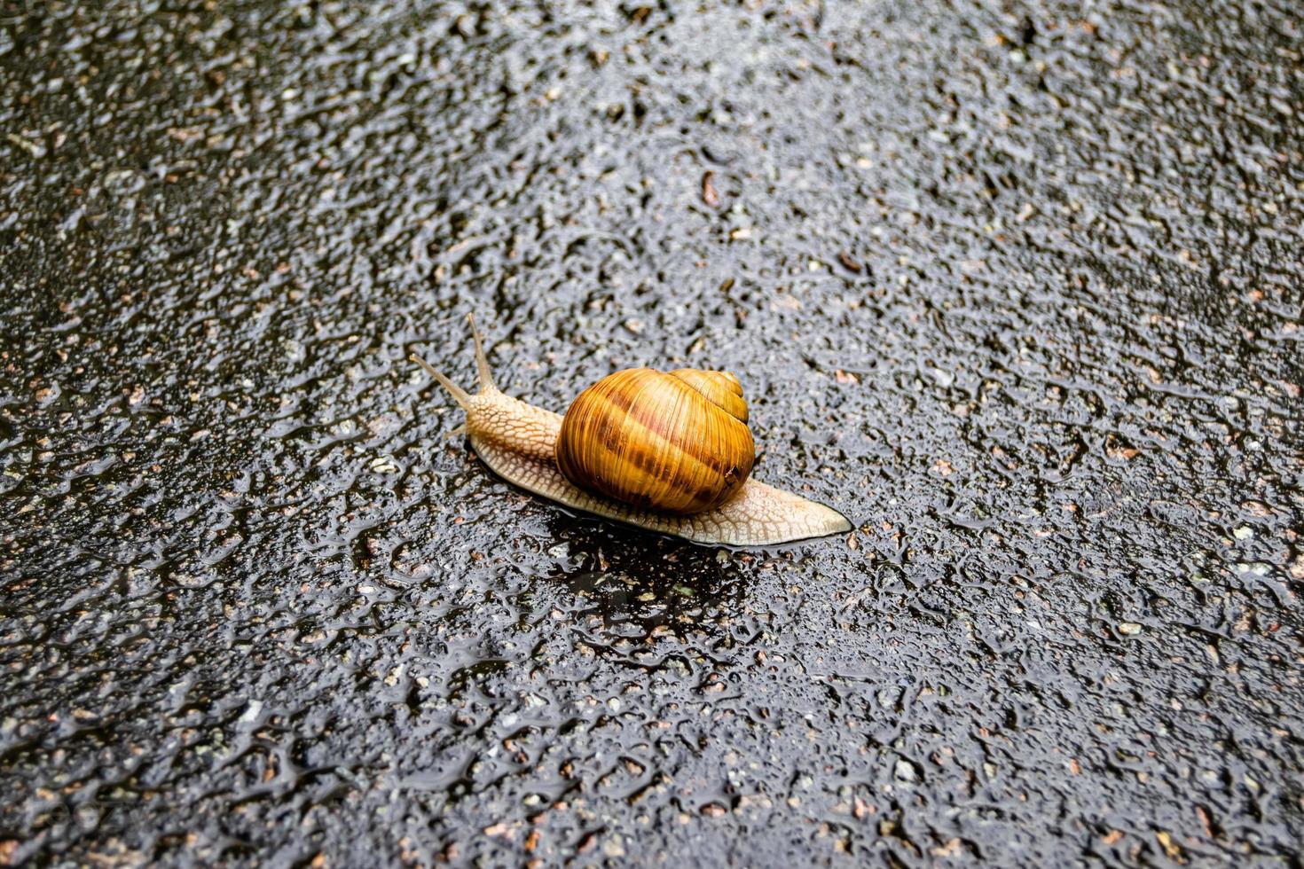 grote tuinslak in schelp kruipend op natte weg, haast je naar huis foto