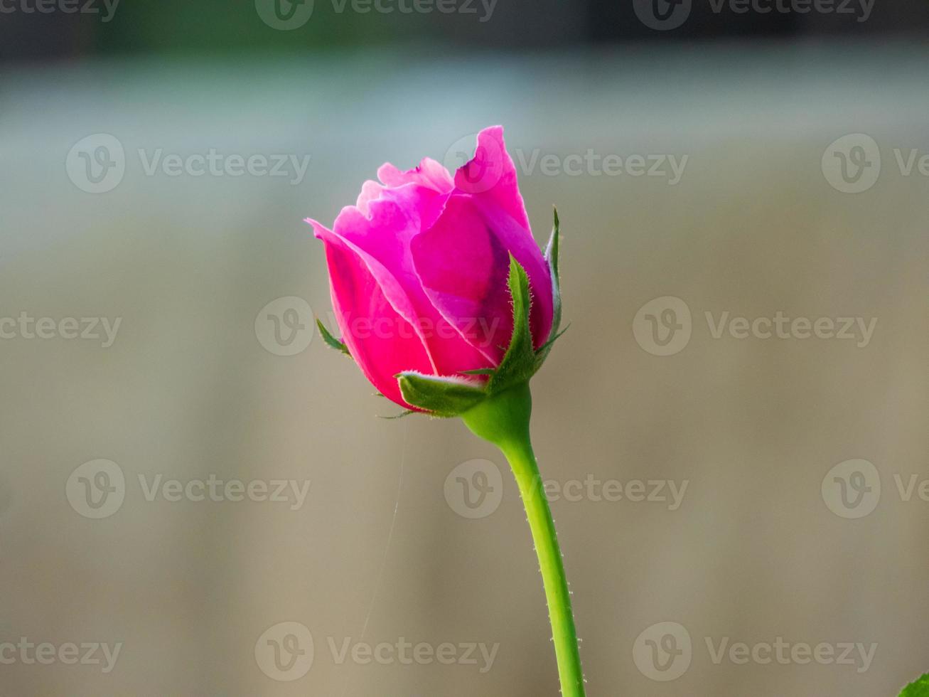 roze roos bloeiend in de tuin foto