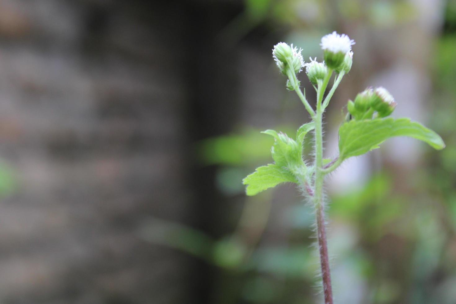 bokeh bloem voorwerp Aan groen en zwart achtergrond foto